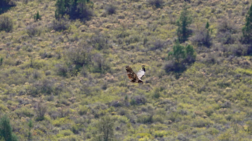 Slow motion of a juvenile bald eagle flying through the Utah wilderness along the cliffs at Jordanelle State Park.