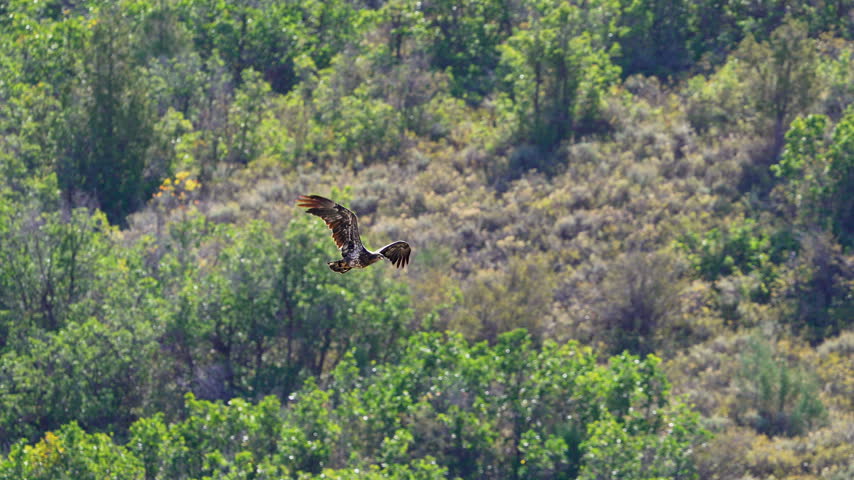 Tracking a juvenile bald eagle flying over the wilderness near Jordanelle in Utah.