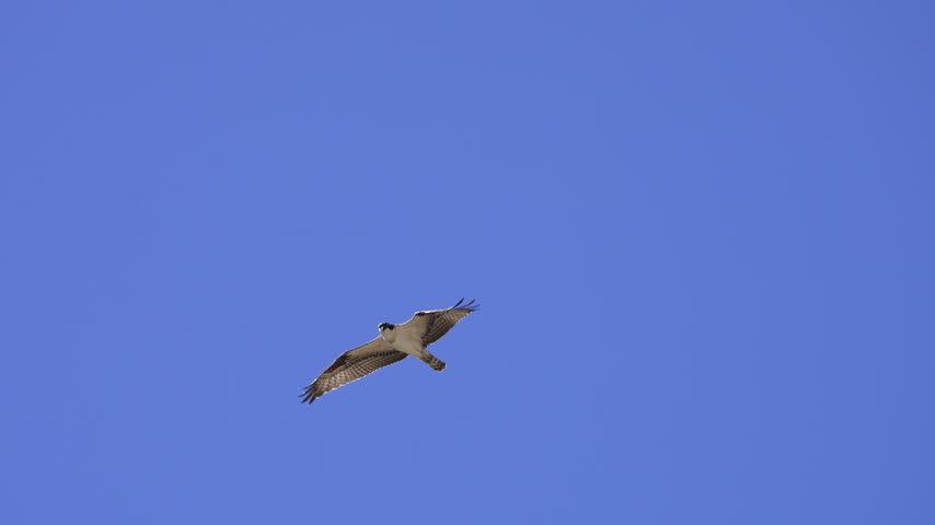 An osprey flying overhead in slow motion in the Utah wilderness against the blue sky.