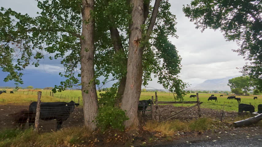 A view from a moving vehicle, looking past cattle grazing in a field as a storm brews in the background.