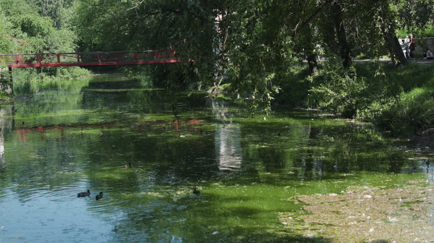 Ducks swimming across algae-covered park pond beneath red pedestrian bridge with overhanging tree canopy, leaf-shadowed light, and gentle ripples on water surface in dappled sunlight