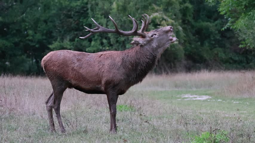 Adult male deer in the rutting season. Roaring of the male deer.