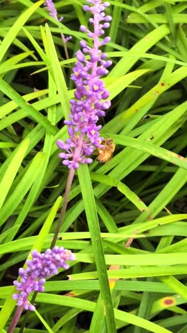 Honey bee collecting nectar and pollen from purple flowers surrounded by green foliage in a garden.