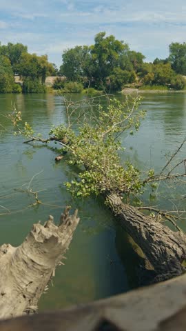 Vertical footage of a fallen tree partially submerged in a calm river
