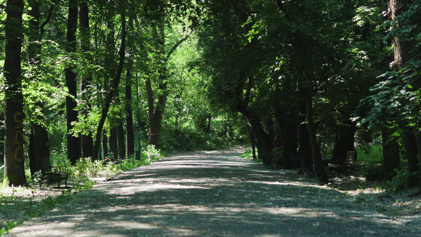 Shaded gravel path under arching tree canopy in green park, benches along sides, dappled shadows and deep perspective toward bright sunlit clearing ahead peaceful