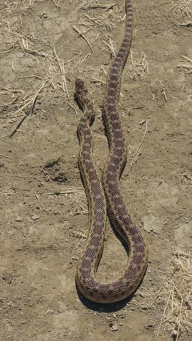 Vertical footage of a patterned snake crawling across dry dirt on a trail
