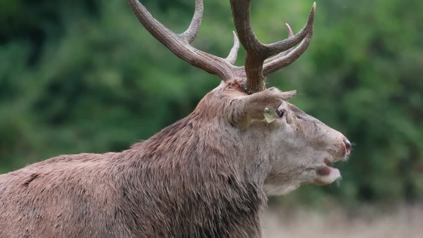 Adult male deer in the rutting season. Roaring of the male deer.