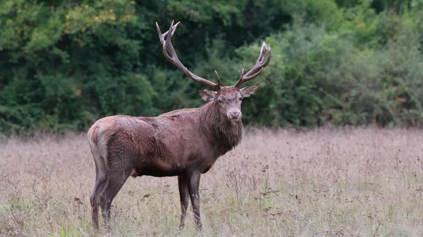 Adult male deer in the rutting season. Roaring of the male deer.