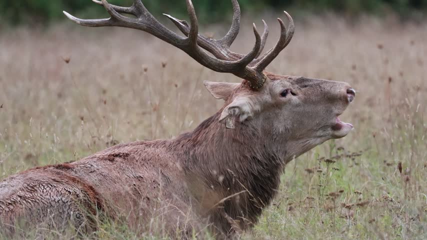 Adult male deer in the rutting season. Roaring of the male deer.