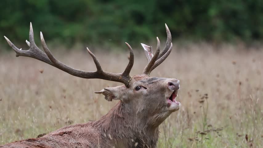 Adult male deer in the rutting season. Roaring of the male deer.