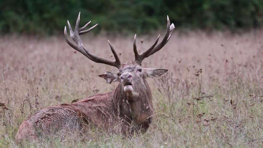 Adult male deer in the rutting season. Roaring of the male deer.