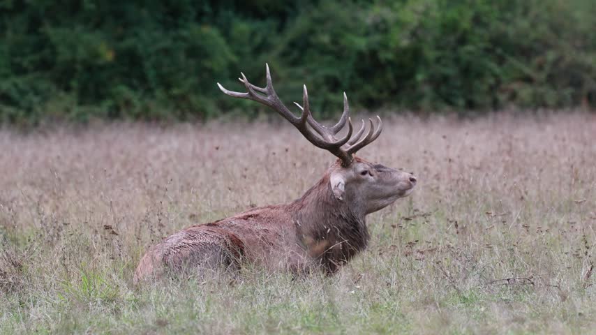 Adult male deer in the rutting season. Roaring of the male deer.