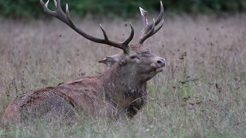 Adult male deer in the rutting season. Roaring of the male deer.