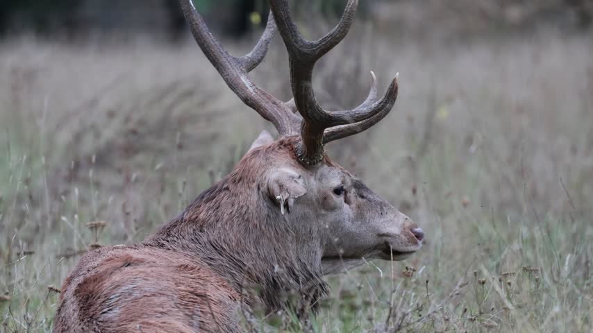 Adult male deer in the rutting season. Roaring of the male deer.