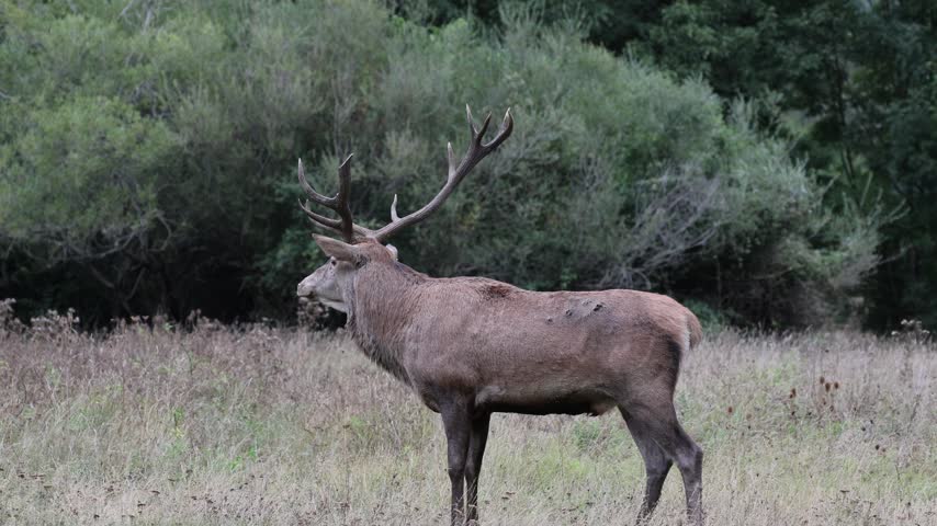 Adult male deer in the rutting season. Roaring of the male deer.