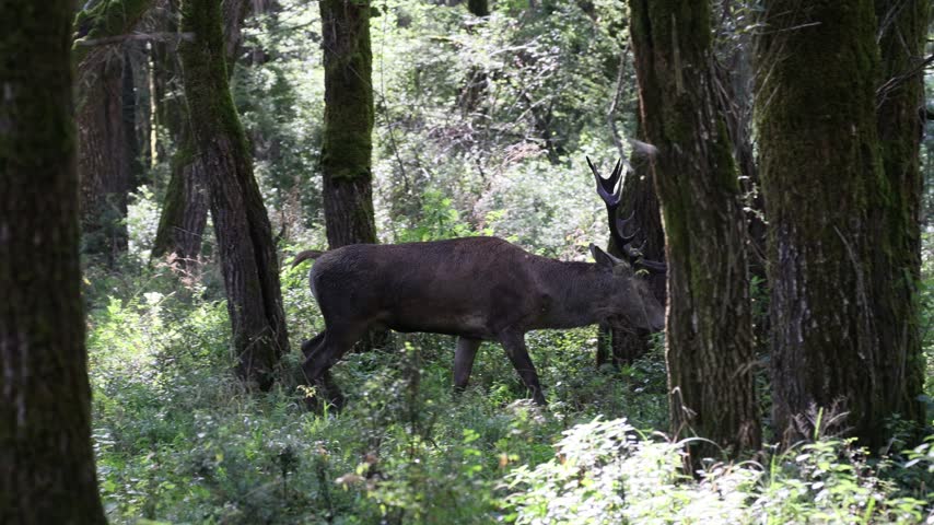 Adult male deer walking through the woods during the mating season.