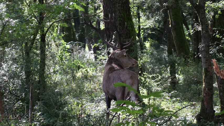 Adult male deer walking through the woods during the mating season.
