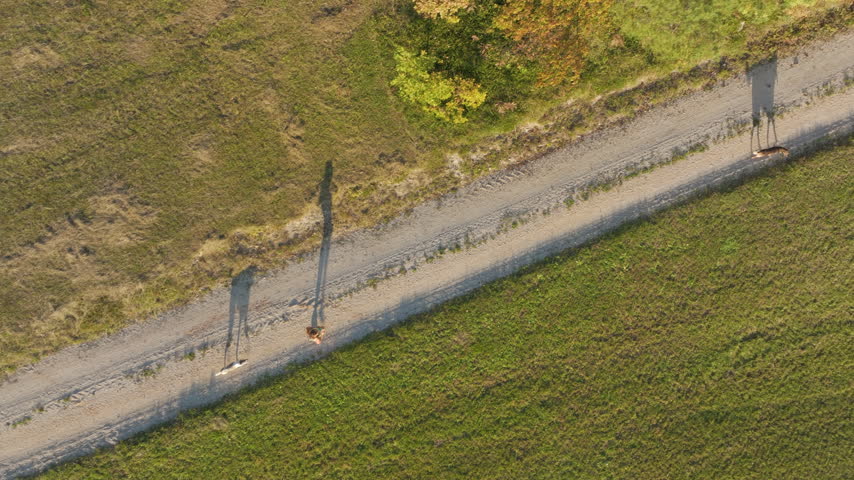 AERIAL TOP DOWN: Active woman running with two lively dogs along a pale gravel path between a meadow and colourful autumn trees. Long morning shadows of a runner and her pets in warm golden light.