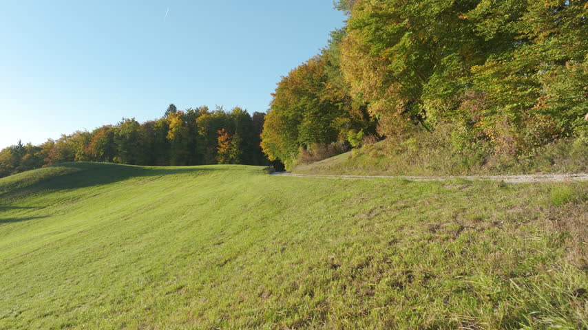 AERIAL: Back view of a woman walking with dogs along quiet gravel path between sunny meadow and colorful autumn woods. Everyday recreation through rolling countryside in the embrace of golden light.