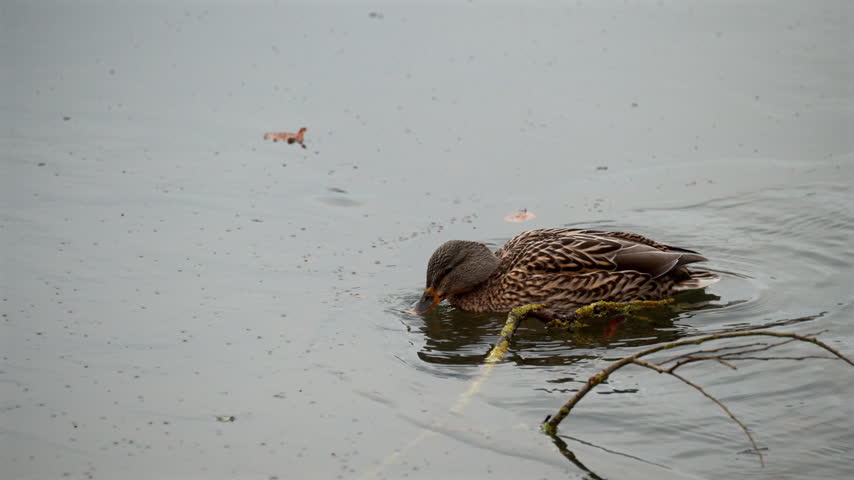 Brown duck floats on calm gray water with head lowered near surface beside mossy branch and scattered debris, under soft overcast light.