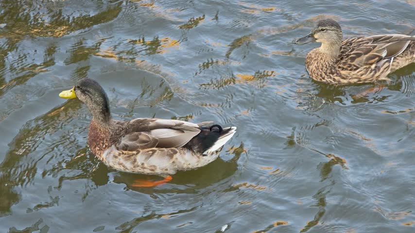 Close-up slow-motion shot of two wild mallard ducks swimming on a pond with blue water and sunlight reflections.