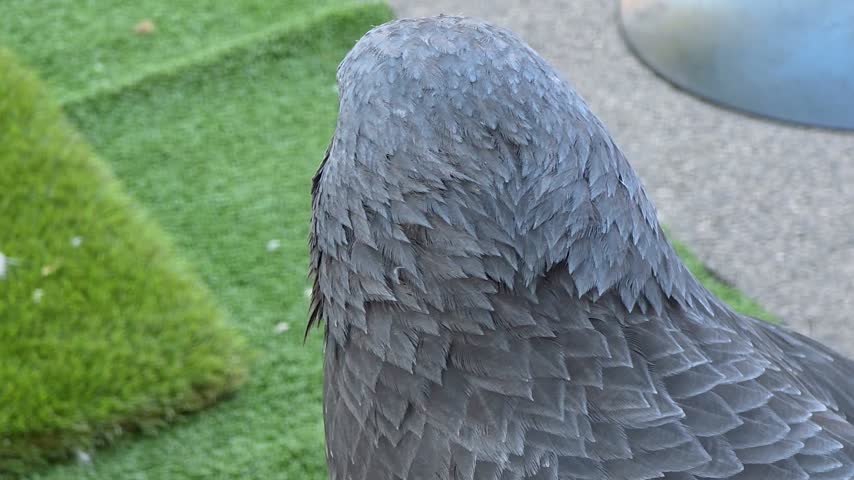 Detailed profile close-up shot of a Black-chested buzzard-eagle (Geranoaetus melanoleucus) looking around outdoors.