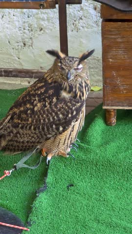 Eurasian eagle-owl (Bubo bubo) sitting on a green mat with sharp talons and bright orange eyes.