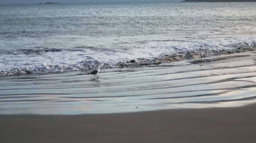 Seagull Walking Along the Ocean Shoreline at Tide Line