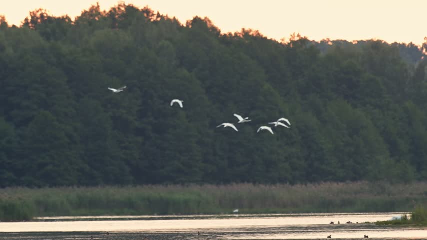 Whooper swans prepare for autumn migration as they swim and take flight over a pond at sunrise in slow motion footage