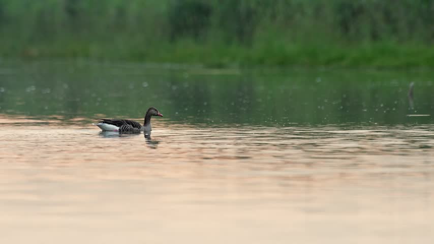 Mallard ducks feed and swim among pond reeds before taking off into flight during sunrise filmed in slow motion