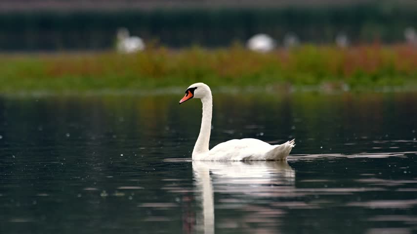 Whooper swans prepare for autumn migration as they swim and take flight over a pond at sunrise in slow motion footage