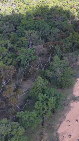 Aerial tracking shot over an arid sandy riverbed bordered by eucalyptus forest in Australia.