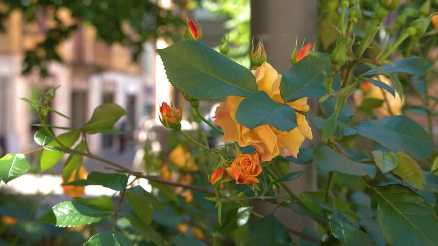 Close-up shot of yellow rose blossoms and vibrant buds in an outdoor garden setting.