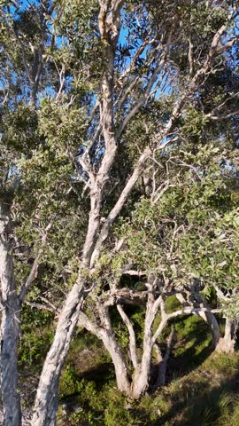 Smooth aerial retreat revealing native paperbark trees under bright sunlight in South Stradbroke, Australia.