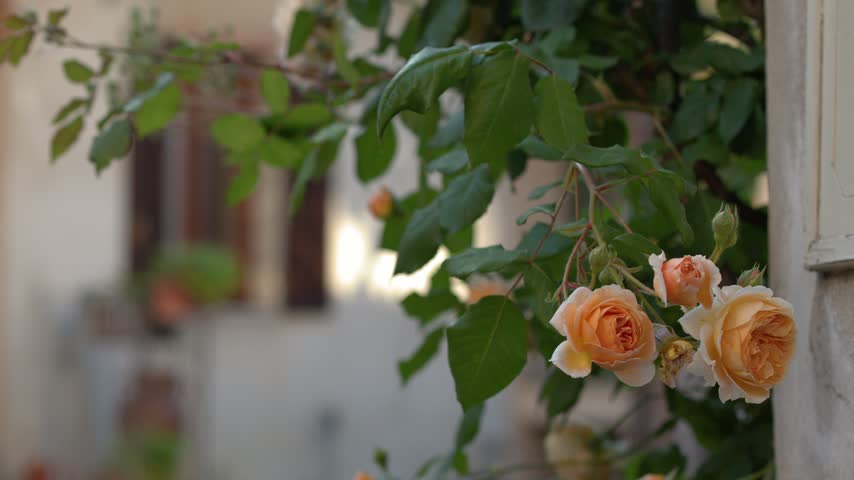 Orange climbing roses sway gently against a blurred rustic courtyard in Piedmont, Italy.