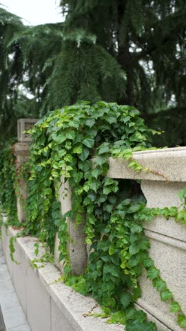 Ivy-covered stone wall in a serene garden in Beijing, China lush green vines cascading over