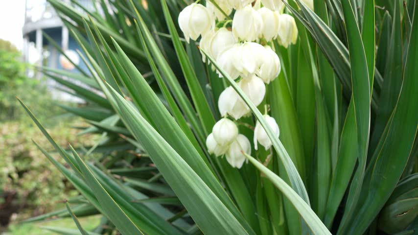 A close up view of creamy white yucca blossoms with sharp green leaves growing in a garden setting with a blurred house structure in the background