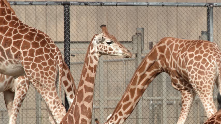 Giraffes interact and walk within an outdoor enclosure in Dubbo, Australia.