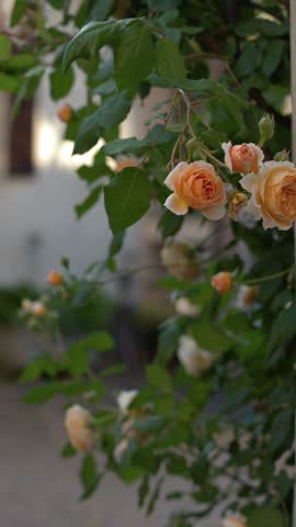 Orange climbing roses sway against a rustic courtyard wall in Piedmont, Italy.