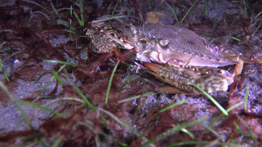 Filmed during a night dive. A large crab holds a small pebble crab in its claws but cannot crush it. It releases the crab, which escapes leaving one claw behind.