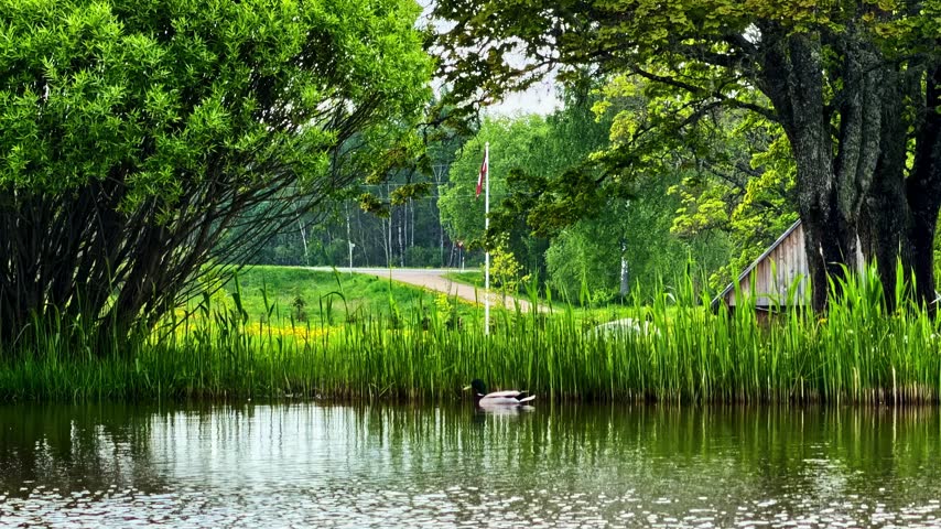 Duck swimming on a calm pond near grassy shore, trees, and rural path in summer
