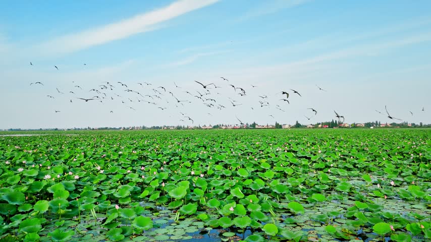 Flock of wild birds flying in the blue sky over a vast green lotus pond in a wetland reserve.