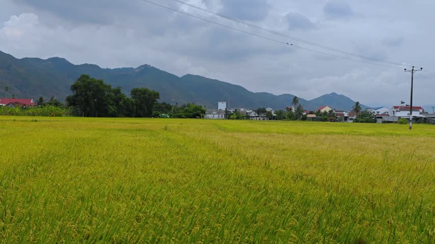 Rice field in Vietnam. Agriculture and growing organic food. Green rice terraces in countryside of Vietnam.