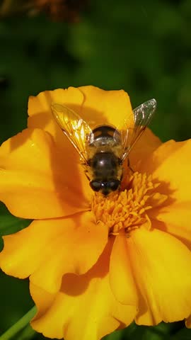bee on a yellow flower