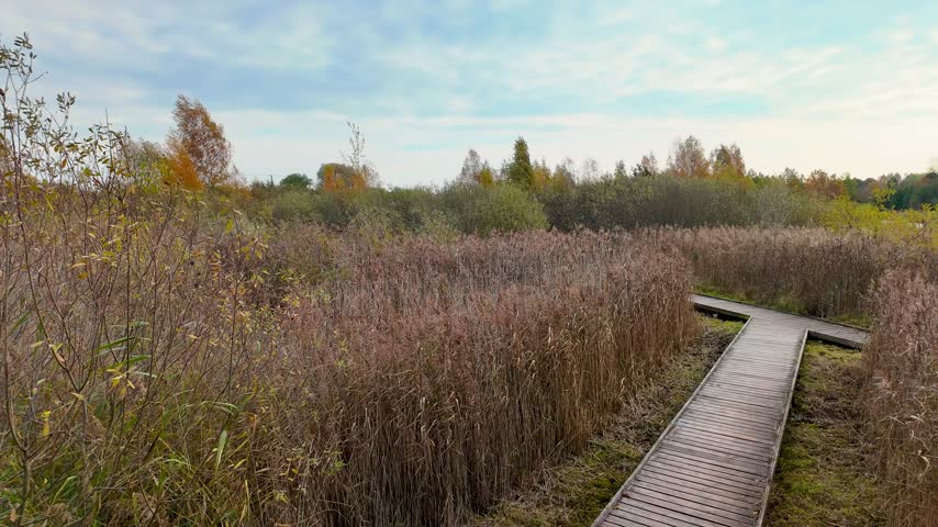 Timelapse of wooden boardwalk winding through birch forest and tall reeds in autumn. POV walk along forest path, calm mood, wetland woodland, birch trees, nature trail concept