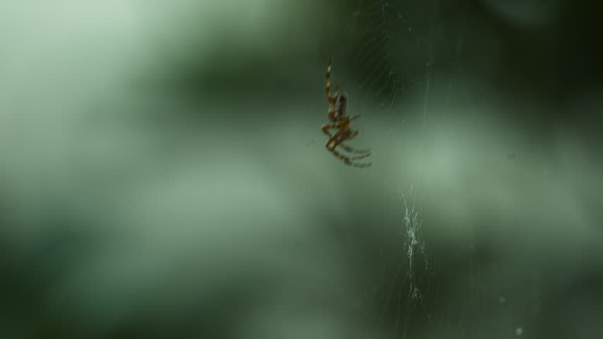 Close-up of a male cross spider crawling on a spider web