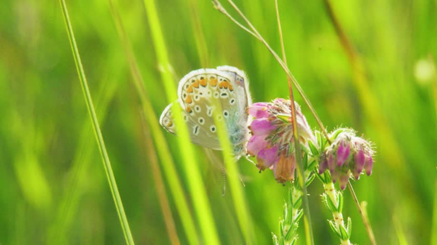 Close-up footage of a butterfly with pale underwings marked by black-and-white eyespots and an orange border, perched on pink heather flowers amid tall green grass stems in soft natural light.