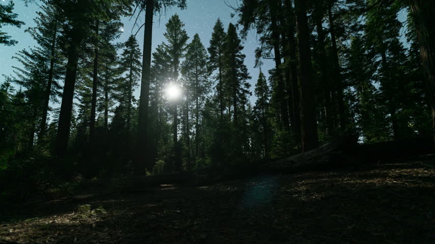 Timelapse tracking shot of night sky over forest in Yosemite National Park in California, USA