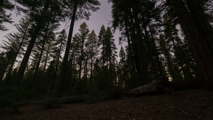 Timelapse tracking shot of sunrise in forest in Yosemite National Park in California, USA