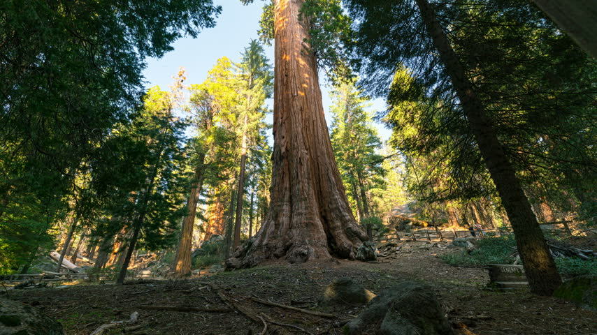 Timelapse tracking shot of General Sherman Tree at sunset in Sequoia National Park in California, USA
